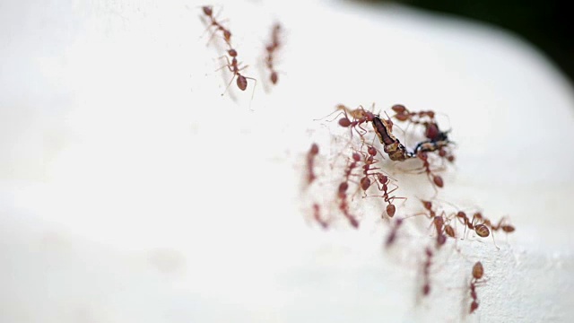 一群织叶蚁带着死虫回巢视频素材