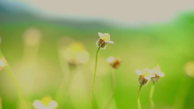 在风中摇曳的花草地视频素材