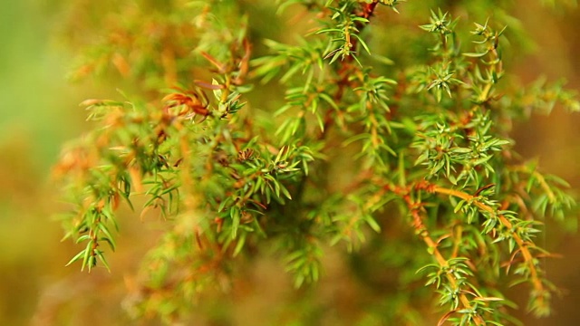 水平全景拍摄的杜松树视频素材