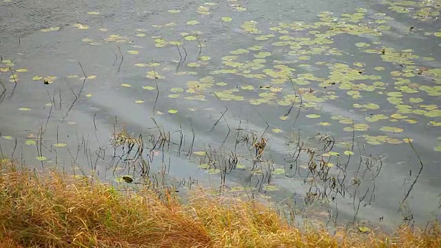 秋湖风光视频素材