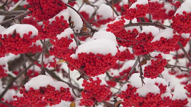 白雪覆盖的红色花丛中雪视频素材