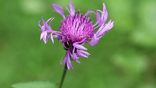 喀尔巴阡山脉的褐色矢车菊-紫色花视频素材