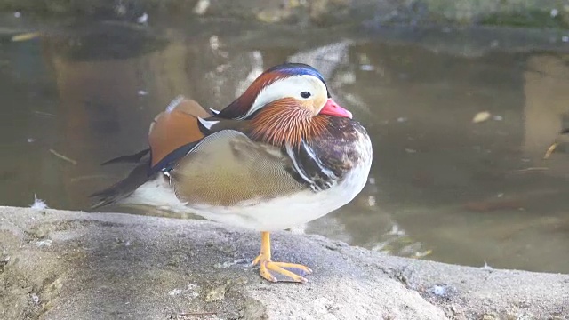 特写雄性鸳鸯(Aix galericulata)游泳，视频素材