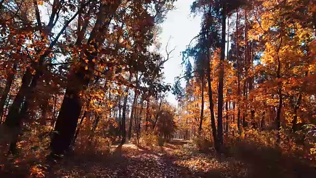 飞槽森林。树森林。太阳耀斑。自然背景视频下载