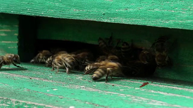 蜂窝里不安静的蜜蜂视频素材