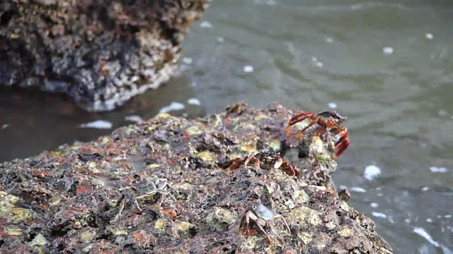 吃红土岩石的海蟹视频素材