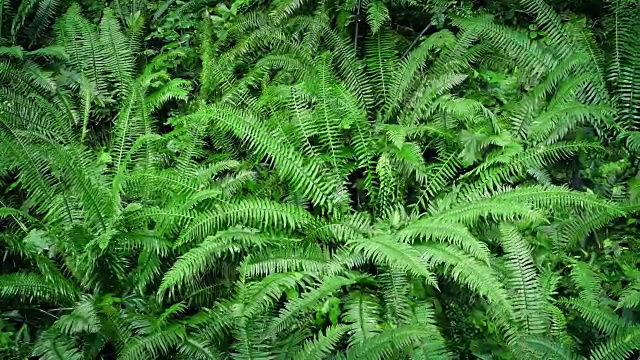 在林地蕨类植物上方缓慢移动视频素材