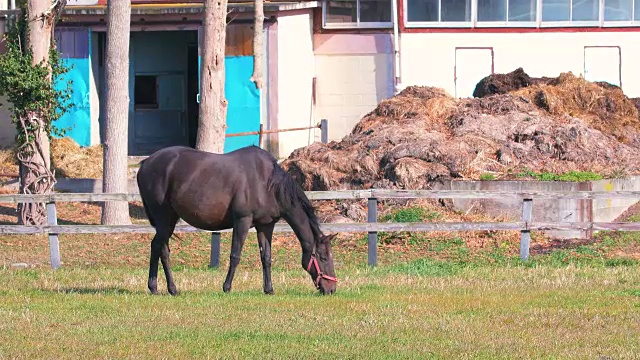 日本北海道新阁的良种马视频素材