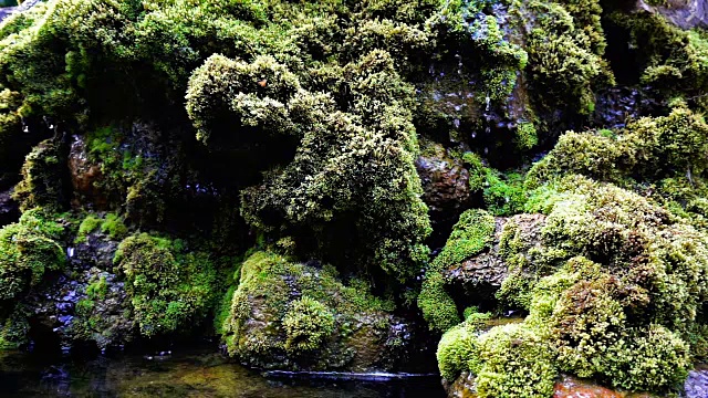 瀑布飞溅的慢镜头近景，泉水下落时，滴落在覆盖着绿色苔藓的岩石上视频素材