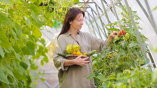 在温室里抱着一篮子绿色植物和蔬菜的年轻女子。收获的时间视频素材