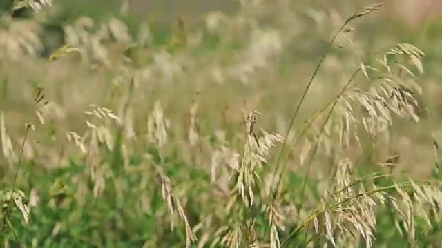 一片草地视频素材