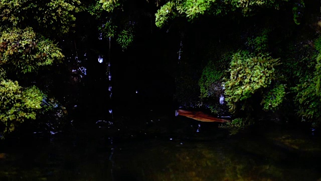 瀑布飞溅的慢镜头近景，泉水下落时，滴落在覆盖着绿色苔藓的岩石上视频素材