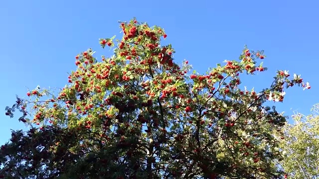 红色成熟的花梨花浆果在绿色树叶的树上。视频素材