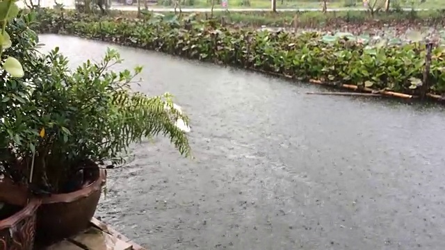 两只鸭子就在小河里下雨的时候。视频素材