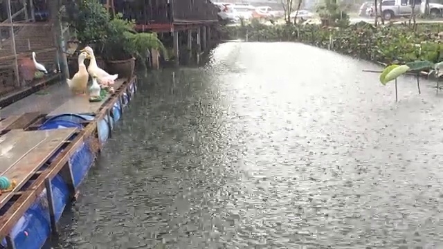 两只鸭子就在小河里下雨的时候。视频素材