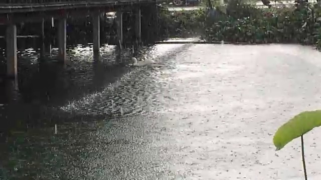 两只鸭子就在小河里下雨的时候。视频素材