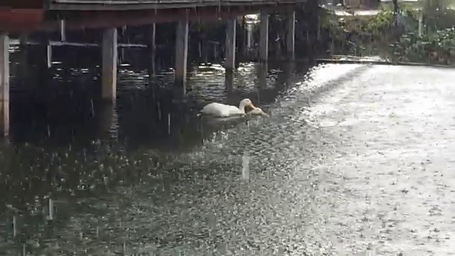 两只鸭子就在小河里下雨的时候。视频素材