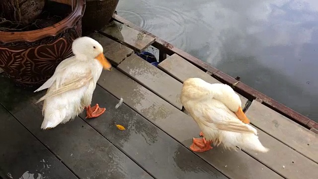 两只鸭子就在小河里下雨的时候。视频素材