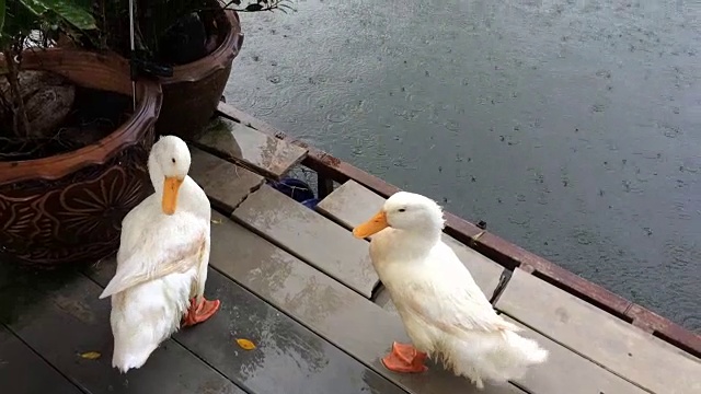 两只鸭子就在小河里下雨的时候。视频素材