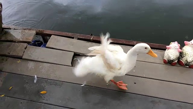 两只鸭子就在小河里下雨的时候。视频素材