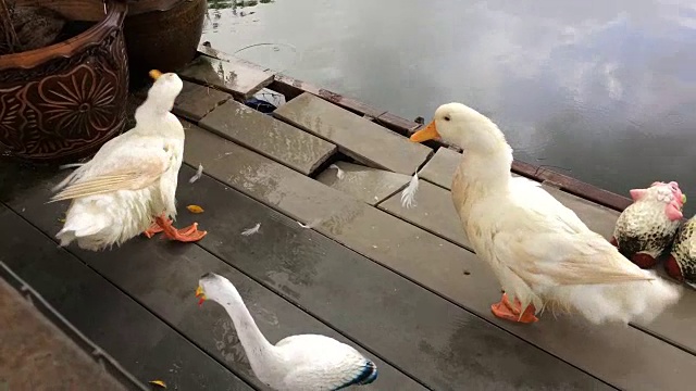 两只鸭子就在小河里下雨的时候。视频素材