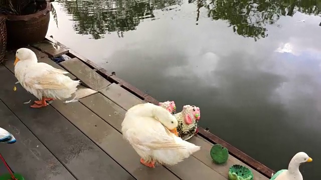 两只鸭子就在小河里下雨的时候。视频素材