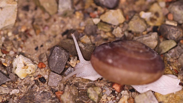 小蜗牛爬视频素材