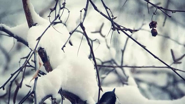 山雀在白雪覆盖的树枝上视频素材