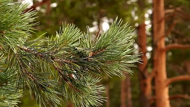 森林里美丽的松树特写视频素材