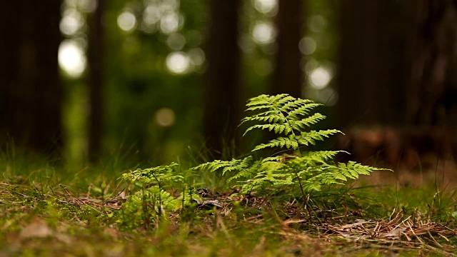 雨后森林里美丽的绿色蕨类植物视频素材