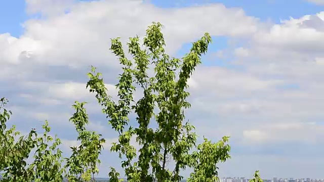 树对着天空视频素材