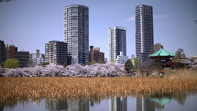 Shinobazu池塘，上野公园，东京，日本视频素材