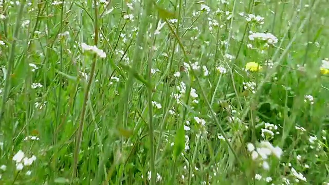 飞过绿草和野花视频素材