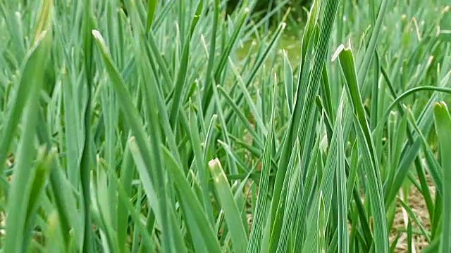 飞过夏日田野或草坪上的绿草视频素材