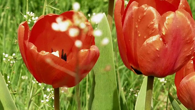 花园里花坛里的红色郁金香在风中摇曳视频素材