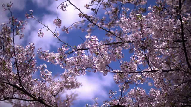 樱花在上野公园，东京，日本视频素材