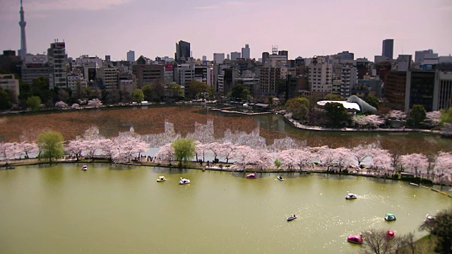 Shinobazu池塘里的樱花，东京，日本视频素材