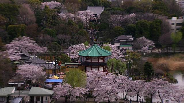 日本东京，Shinobazu池塘周围的樱花视频素材