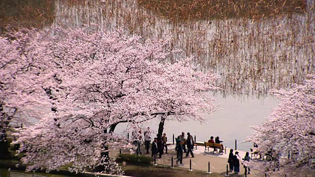 Shinobazu池塘里的樱花，东京，日本视频素材