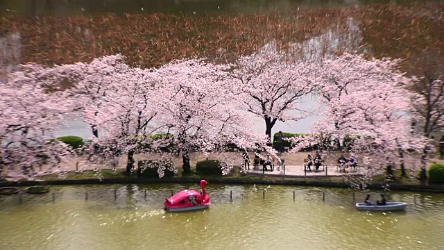 Shinobazu池塘里的樱花，东京，日本视频素材