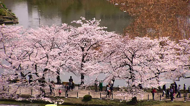 Shinobazu池塘里的樱花，东京，日本视频素材