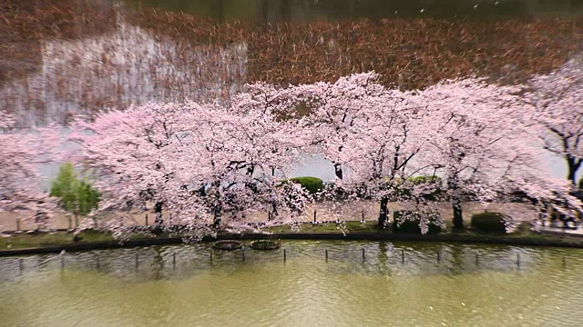 Shinobazu池塘里的樱花，东京，日本视频素材