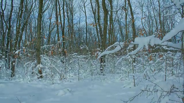 冬天的雪林，机动滑块时间流逝。HDR原始拍摄视频素材