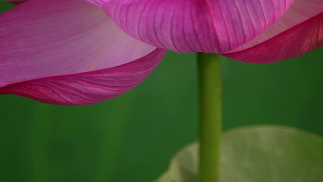 特写镜头;莲花视频素材