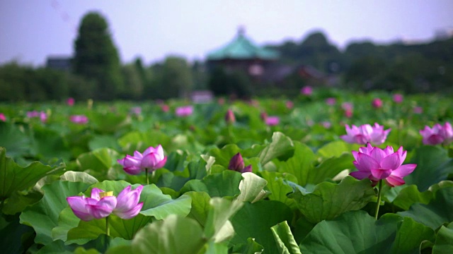 日本东京Shinobazu池塘的荷花视频素材