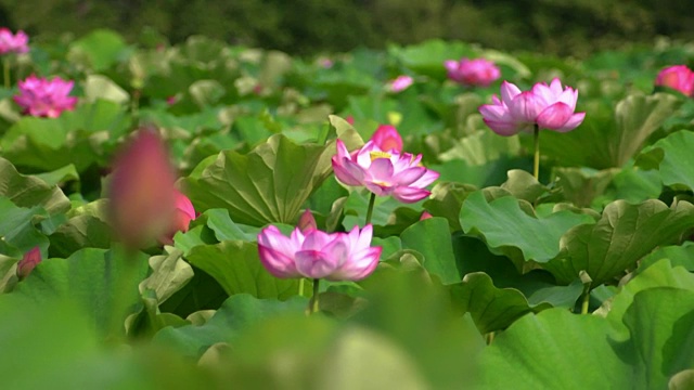 荷花视频素材