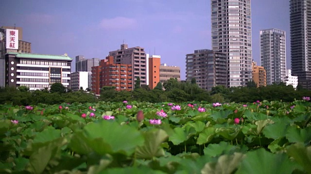 日本东京Shinobazu池塘的荷花视频素材