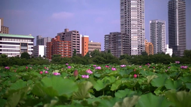 日本东京Shinobazu池塘的荷花视频素材