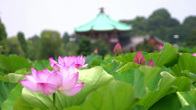 日本东京Shinobazu池塘的荷花视频素材