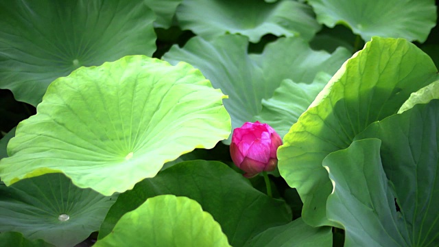 特写镜头;荷花的蓓蕾视频素材